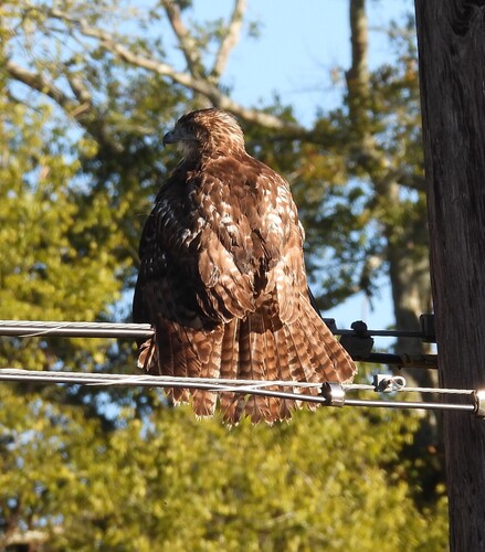 Red-tailed Hawk photograph by the iNaturalist community