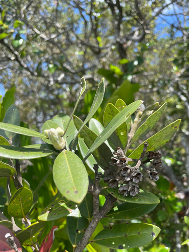 Metrosideros excelsa observed 2026-10-24