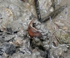 Leptostales ferruminaria