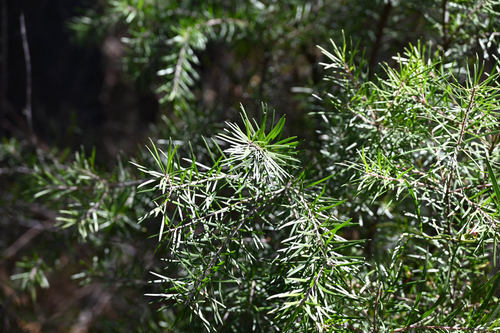 Persoonia linearis observed 2026-10-24