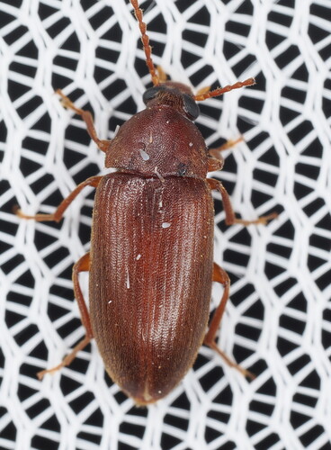 Hymenorus