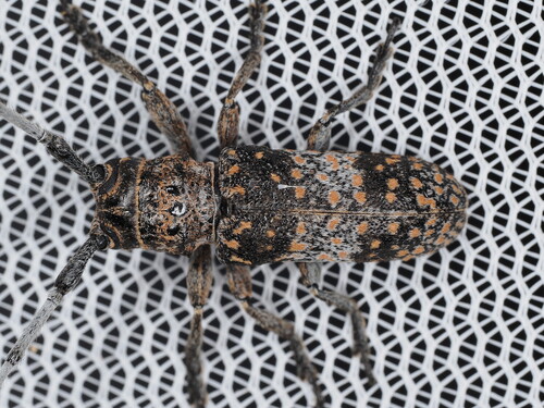 Mesquite Girdler