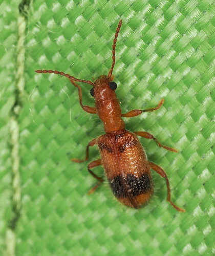 Cymatodera