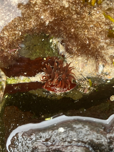 Anemonia mutabilis observed 2026-10-24