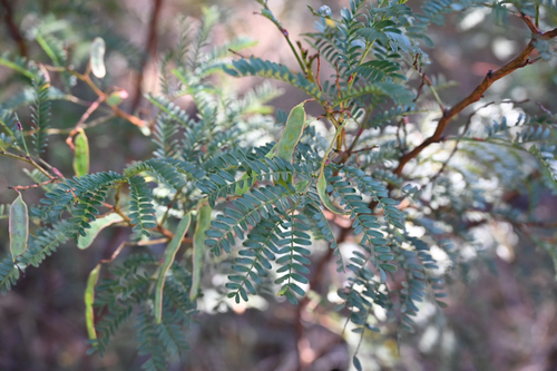 Acacia terminalis observed 2026-10-24