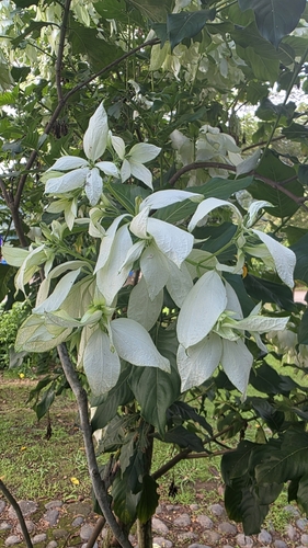 Mussaenda philippica observed 2026-10-23