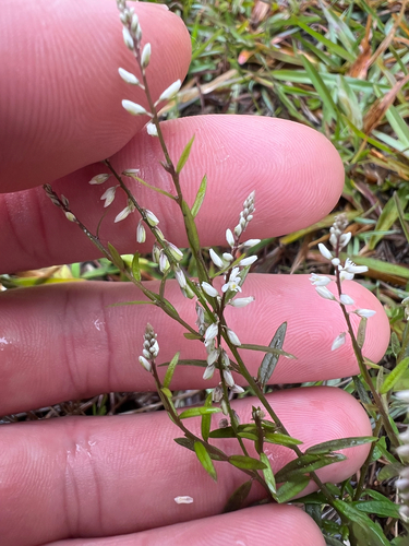 Polygala paniculata observed 2026-10-24