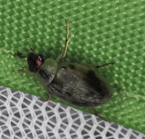 Berosus