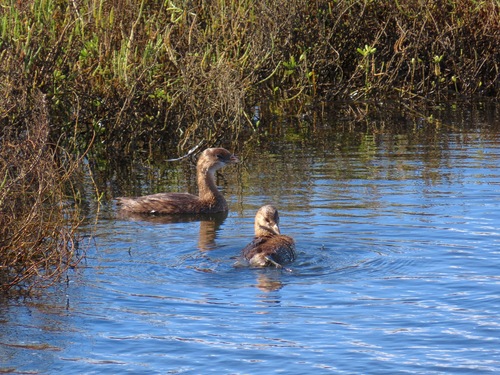 Pied-billed Grebe photograph by the iNaturalist community