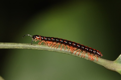 Helicorthomorpha holstii