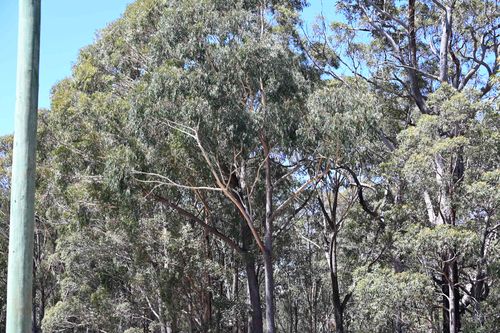 Eucalyptus sieberi observed 2026-10-24
