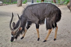 Nyala photo 3