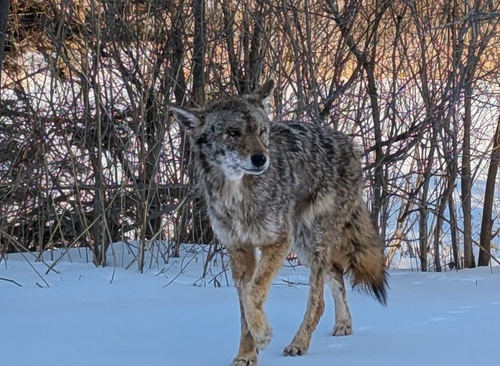 Coyote photograph by the iNaturalist community