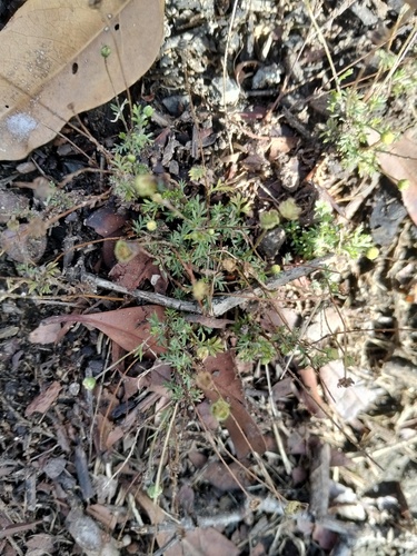 Cotula australis observed 2026-10-20