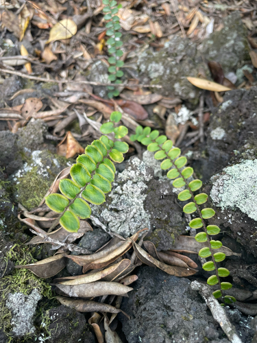 Pellaea rotundifolia observed 2026-10-24