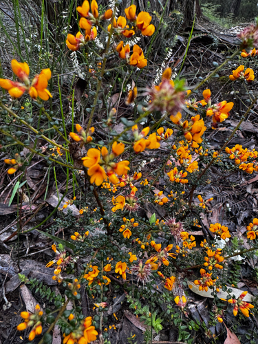 Pultenaea gunnii observed 2026-10-24