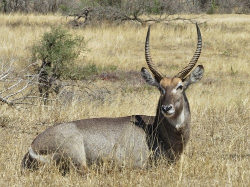 Waterbuck