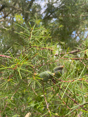 Hakea sericea observed 2026-10-24