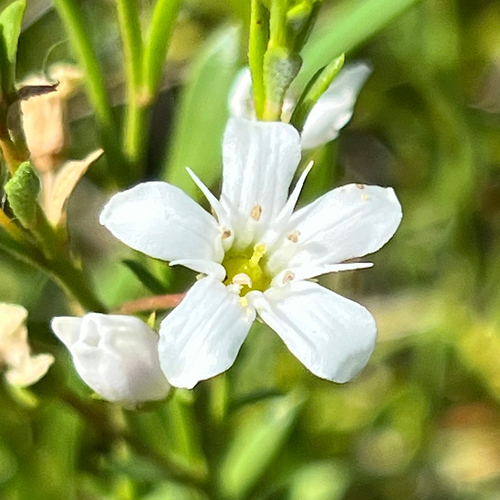 Samolus repens observed 2026-10-24