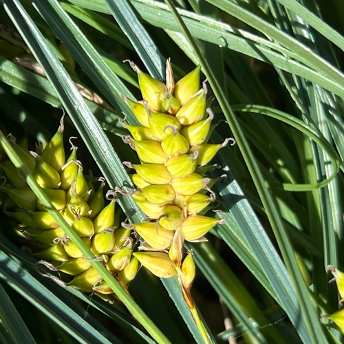 Carex pumila observed 2026-10-24