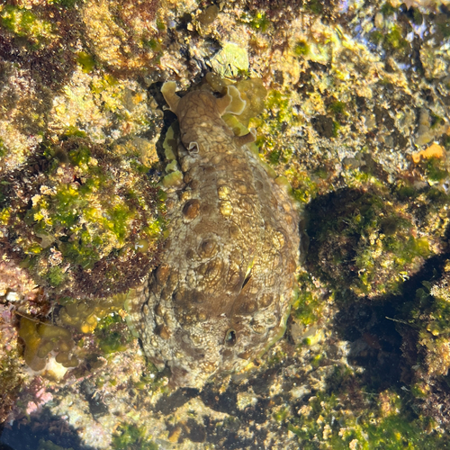 Dolabrifera dolabrifera observed 2026-10-24