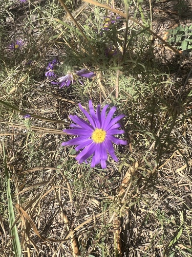 Tahoka daisy
