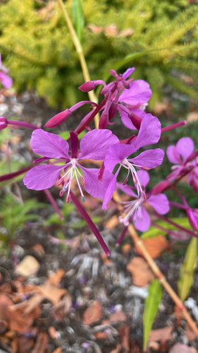 fireweed photograph by the iNaturalist community