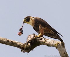 Falco deiroleucus