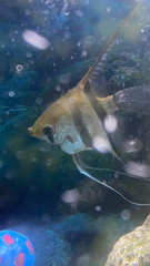 Pterophyllum scalare