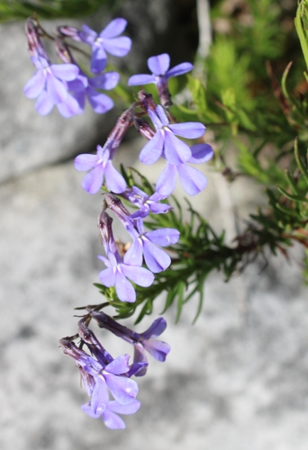 Lobelia pinifolia, 2026-10-22