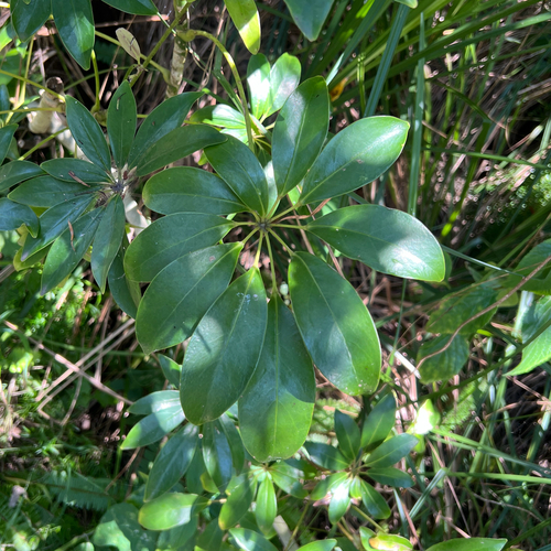Heptapleurum arboricola observed 2026-10-24