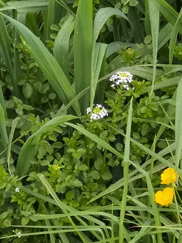 Nasturtium officinale observed 2026-10-24