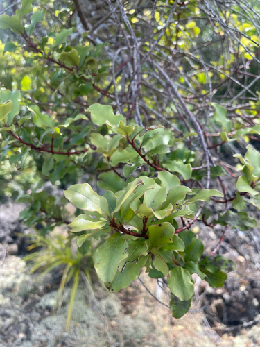 Myrsine australis observed 2026-10-24