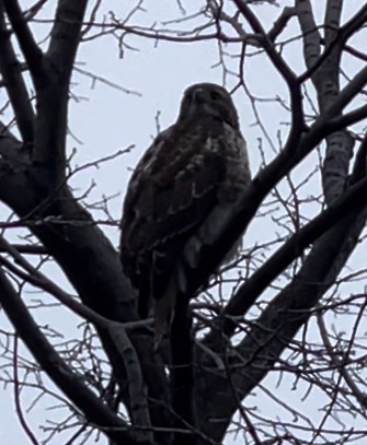 Red-tailed Hawk photograph by the iNaturalist community