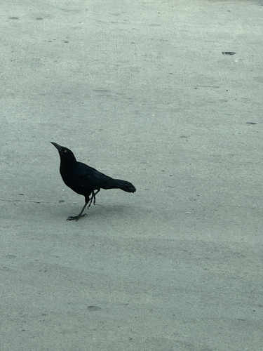 Great-tailed Grackle photograph by the iNaturalist community