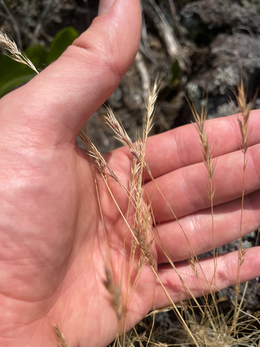 Festuca myuros observed 2026-10-24