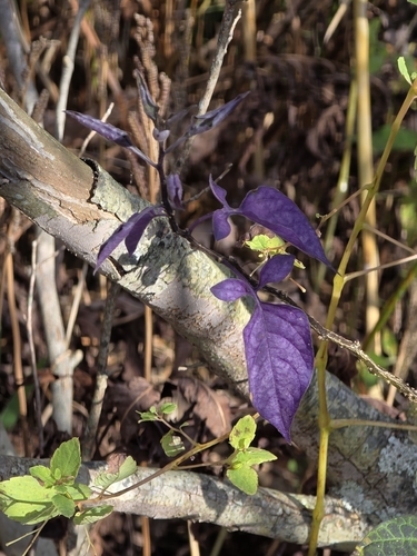 bittersweet nightshade photograph by the iNaturalist community