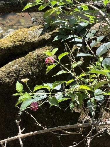 common lantana photograph by the iNaturalist community