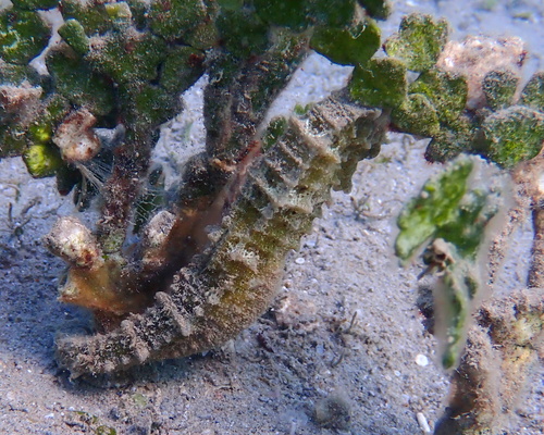 Hippocampus kuda observed 2026-10-24