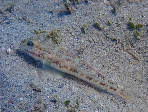 Oplopomus oplopomus observed 2026-10-24