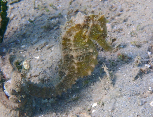 Hippocampus kuda observed 2026-10-24