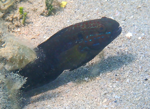 Amblygobius phalaena observed 2026-10-24
