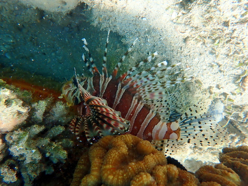 Dendrochirus zebra observed 2026-10-24