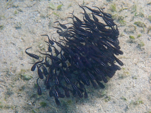 Plotosus observed 2026-10-24