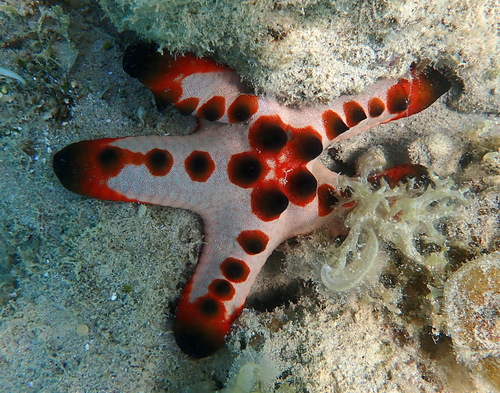 Oreaster observed 2026-10-24