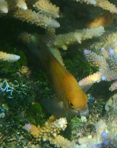 Cheiloprion labiatus observed 2026-10-24