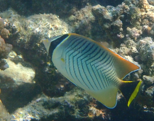 Chaetodon trifascialis observed 2026-10-24