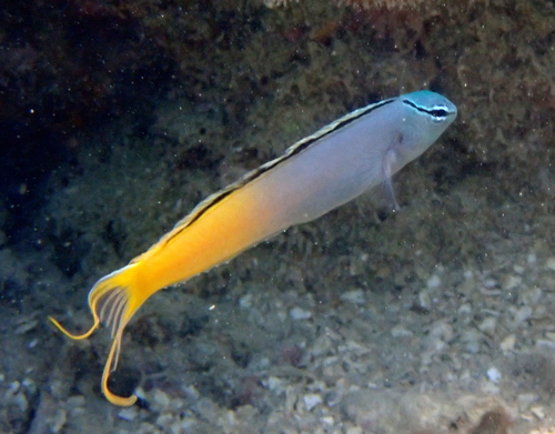 Meiacanthus atrodorsalis observed 2026-10-24