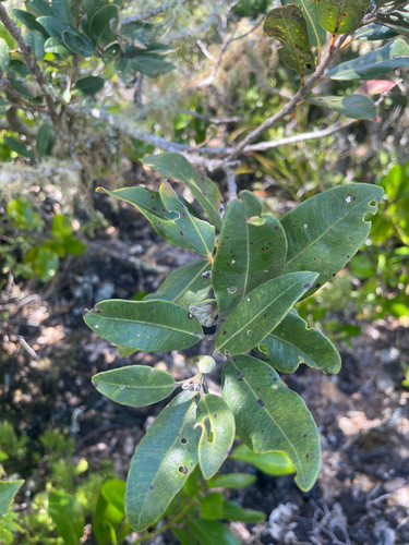 Metrosideros excelsa observed 2026-10-24