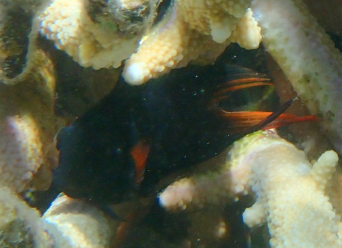 Atrosalarias fuscus observed 2026-10-24